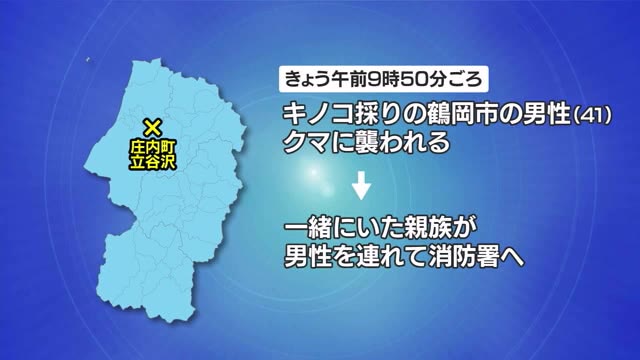 キノコ採りの男性（41）が山の中でクマに襲われる...顔面にけがで病院に運ばれる　山形・庄内町 画像