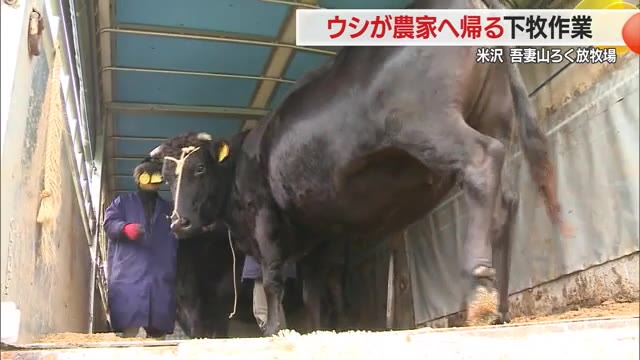 ひと夏を涼しく過ごしたウシ農家の元へ帰る・出産した子ウシは米沢牛に　山形・吾妻山ろく麓放牧場 画像