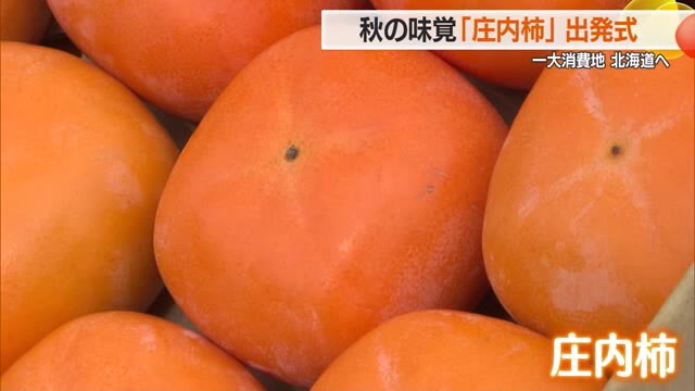 秋の味覚「庄内柿」北海道へ出荷　日照時間が長かったため実大きく甘み増した　山形・鶴岡市 画像
