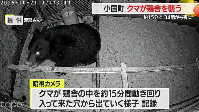 ブランド鶏がクマに食い荒らされる...ひな鳥36羽が一瞬で34羽に　電気柵しても効き目なし　山形・小国町 画像