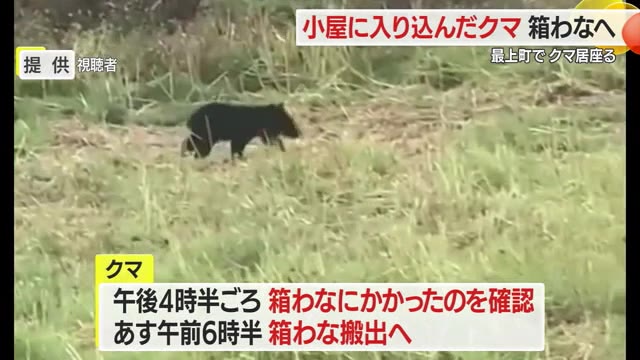 小屋に入り込み居座る・体長50センチの子グマ　箱わなにかかり運び出しは25日朝　山形・最上町 画像