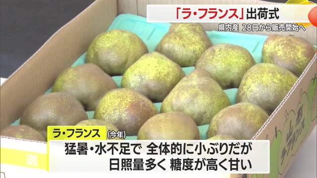 ラ・フランス出荷　猛暑の影響で小ぶりも糖度高く甘い・10月28日から店頭に並ぶ　山形・天童市 画像