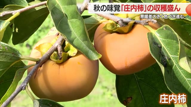 秋の味覚 「庄内柿」の収穫がピーク　色づき一気に進み大忙し　山形・鶴岡市 画像