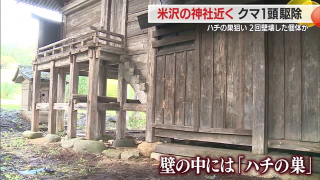 箱わなにかかったクマ1頭駆除...神社の壁を二度壊したクマと同一か・壁の中のハチの巣ねらう　山形・米沢市 画像