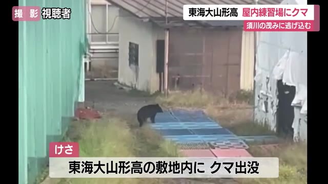 室内練習場で遊ぶクマ！　東海大山形高に出没・外での授業中止...須川のやぶに逃げ込む　山形・山形市 画像
