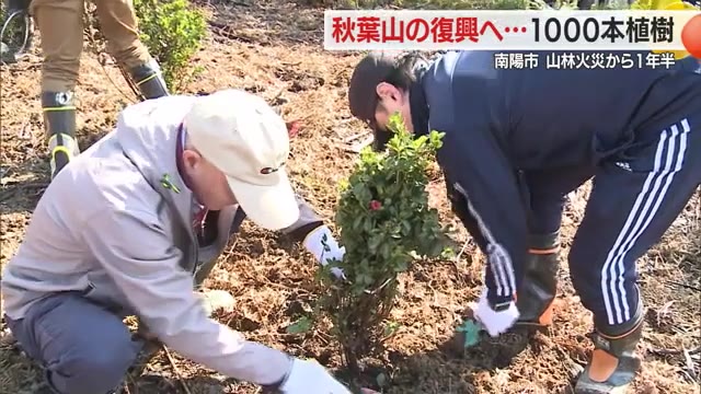 市シンボルのイチョウやヤマザクラなど1000本植樹・山林火災で木々焼失した秋葉山復興へ　山形・南陽市 画像
