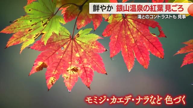 銀山温泉の紅葉見ごろ・滝とのコントラストも見事　没入感たっぷりレトロ紅葉スポットランキング1位　山形 画像