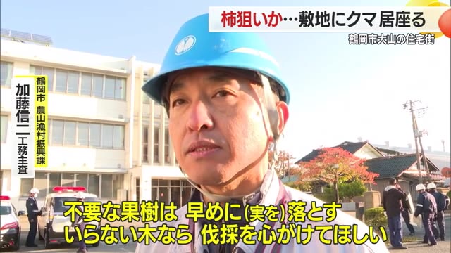 柿の実ねらいで住宅にクマ居座る...「通学路なので心配」1週間ほぼ毎日目撃・30日休校　山形・鶴岡市大山 画像