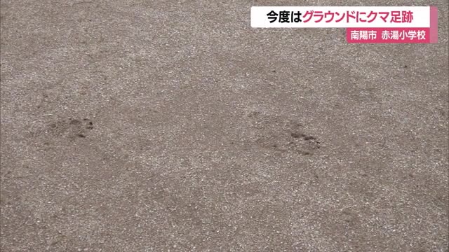 クマ体当たりで職員玄関のガラス割られた赤湯小学校で…今度はグラウンドに足跡点々と　山形・南陽市 画像