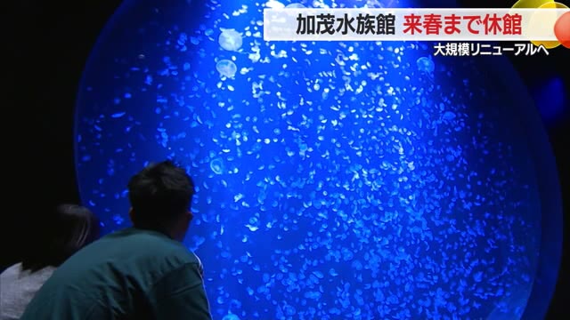 クラゲ大人気の加茂水族館　11月1日から長期休館・来春4月リニューアルオープン　山形・鶴岡市 画像