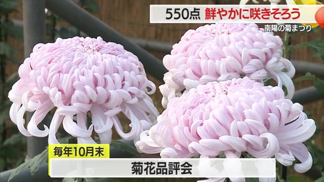約550点の菊の花鮮やかに咲き誇る・色や大きささまざま　5日まで　山形・南陽の菊まつり 画像