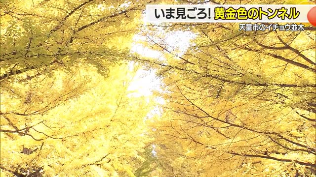 イチョウ並木見ごろ　全長250メートルの黄金色のトンネルのもと秋満喫・夜はライトアップ　山形・天童市 画像