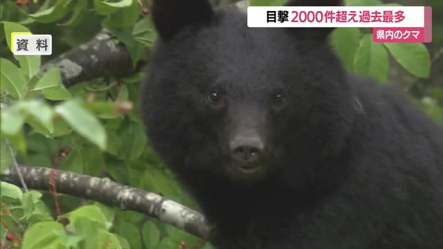 調査開始以来最多・クマ目撃件数2103件…過去最多2020年の約3倍　10月だけで700件超え　山形 画像