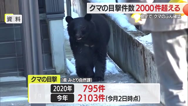 クマのふんにイチョウのタネ...県庁前・川西町の住宅敷地に出没　2025年目撃2103件・過去最多　山形 画像