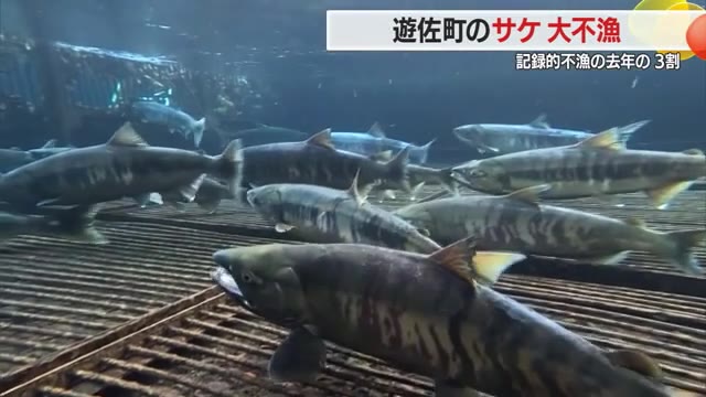 遊佐月光川水系でサケ不漁...記録的不漁だった2024年の3割程度「保護しないともたない」　山形・遊佐町 画像