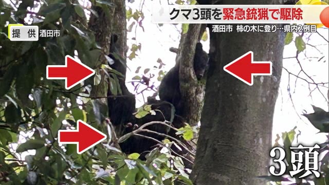 親子とみられるクマ3頭駆除・県内2例目の緊急銃猟...柿の木に登るクマを市民が目撃　山形・酒田市米島 画像