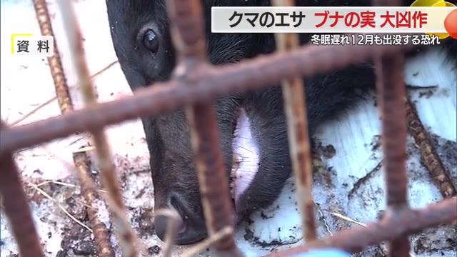 クマのエサ「ブナの実」2年ぶり大凶作...エサ蓄えられず冬眠遅れると12月も出没のおそれ　山形 画像