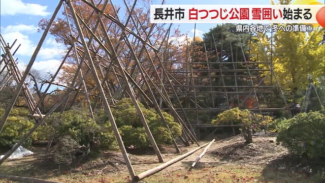 白つつじ公園で「雪囲い」始まる　高さ7メートルの囲いで樹齢750年の古木守る　山形・長井市 画像