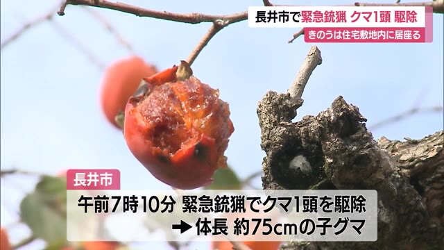 県内3例目の緊急銃猟...柿の木の上にいた体長75センチの子グマ駆除　前日に市長が事前許可　山形・長井市 画像