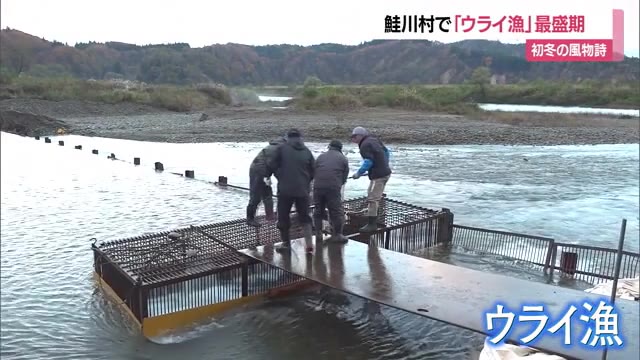 「鮭が来る川・鮭川」で初冬の風物詩「ウライ漁」最盛期　人工受精・ふ化させ来春稚魚を放流　山形・鮭川村 画像