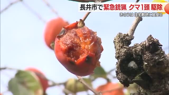 3例目の緊急銃猟...柿の木にいた体長75センチの子グマ駆除　11月も異例のペースで出没　山形・長井市 画像