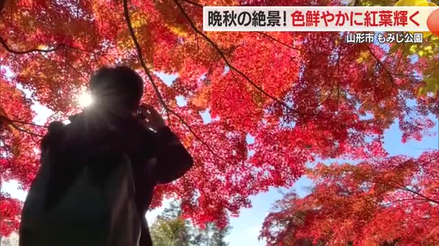 赤・黄・オレンジ もみじ公園の紅葉見ごろ　池を囲むヤマモミジ中心に鮮やかに色づく　山形 画像
