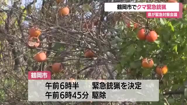 鶴岡市でクマ緊急銃猟　実施は6例目　県がクマ対策緊急会議・12月補正予算案に5300万　山形・鶴岡市 画像