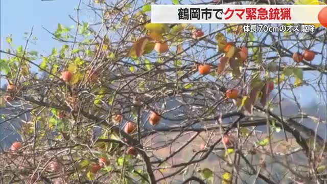 鶴岡市でクマ1頭を緊急銃猟で駆除・体長70センチのオス　県内では6例目の緊急銃猟　山形 画像