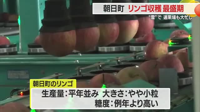 リンゴ主力品種「ふじ」収穫最盛期・雪で選果場フル稼働　やや小粒も例年より糖度高く美味　山形・朝日町 画像