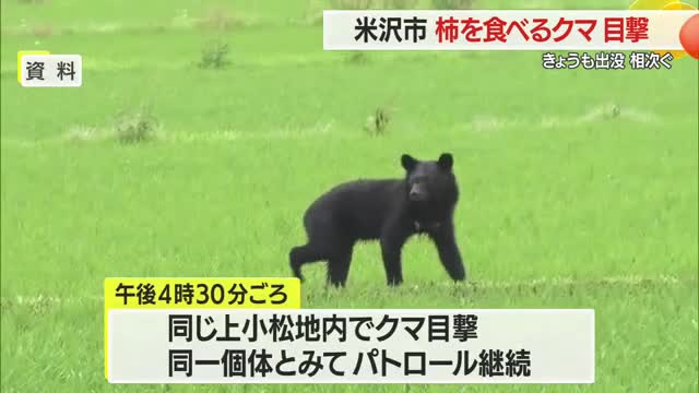 各地でクマの出没相次ぐ...米沢市で柿の木に登るクマ　川西町・鶴岡市・飯豊町でも目撃　山形 画像