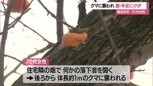 「おばあちゃんもクマもびっくりして襲われた」70代女性が柿の木そばで襲われ顔手足けが　山形・尾花沢市 画像