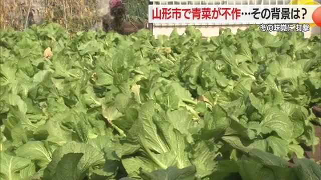 冬の味覚・青菜漬けがピンチ！　天候不順による不作・生産者の高齢化による栽培面積縮小のWパンチ　山形 画像