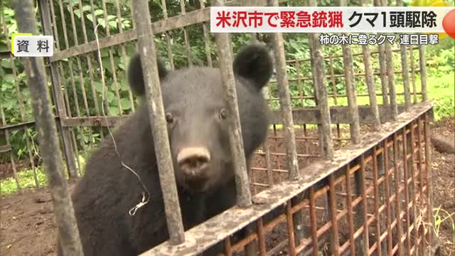連日柿の木に登っていたクマ...米沢市で緊急銃猟・1頭駆除　山形市・飯豊町・鮭川村でもクマ目撃　山形 画像
