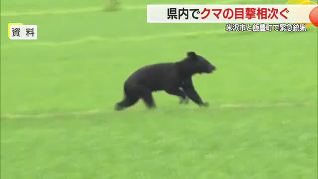 米沢市・飯豊町で緊急銃猟　そのほか川西町下奥田・上小松でもクマ目撃相次ぐ　山形 画像