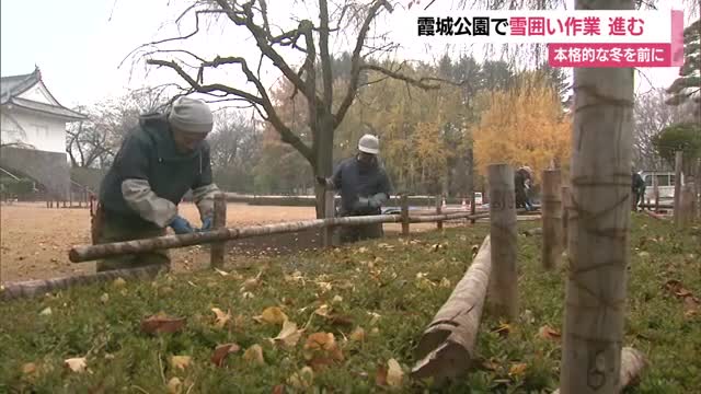 雪吊り・竹掛け・一本立てなど冬ならではの景色　本格的な冬の訪れ前に霞城公園で