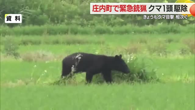 庄内町で子グマ1頭を緊急銃猟で駆除・米沢市笹野ではクルミの木に子グマ　山形市泉町でも目撃　山形 画像