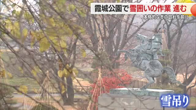 木材やロープで美しく・霞城公園で雪囲い作業進む　本格的な冬到来前に　山形 画像