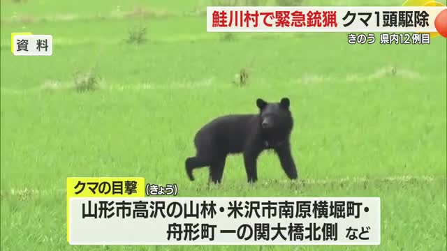 鮭川村佐渡で緊急銃猟クマ1頭駆除・付近の箱わなにかかった1頭も駆除　米沢市・舟形町でも目撃　山形 画像
