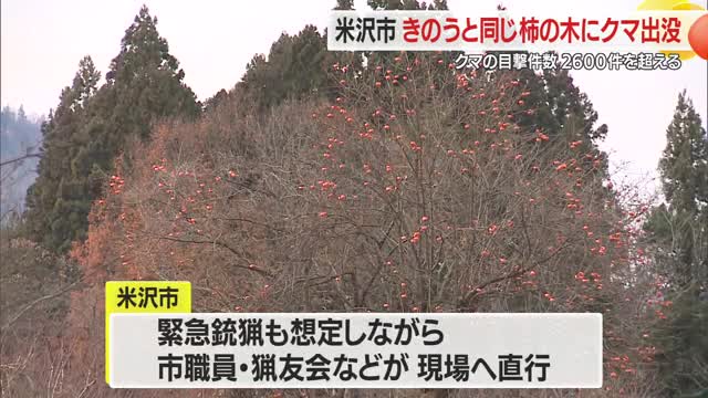 同じ柿の木にまたクマ...50～60センチの子グマか　クマ目撃件数2600件超え過去最多を更新中　山形 画像