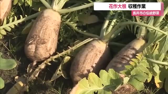 ピリッと辛い花作大根の収穫進む　漬物だけでなくそばの薬味にも・生産農家は3軒に...　山形・長井市 画像