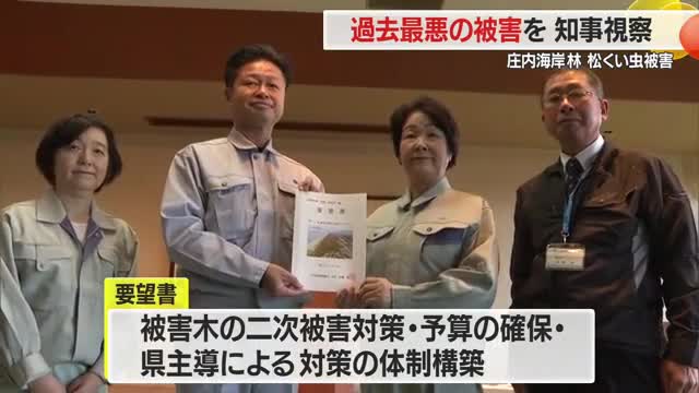 過去最悪の被害...庄内海岸林の松枯れを吉村知事が視察　伐採追いつかず二次被害も　山形 画像