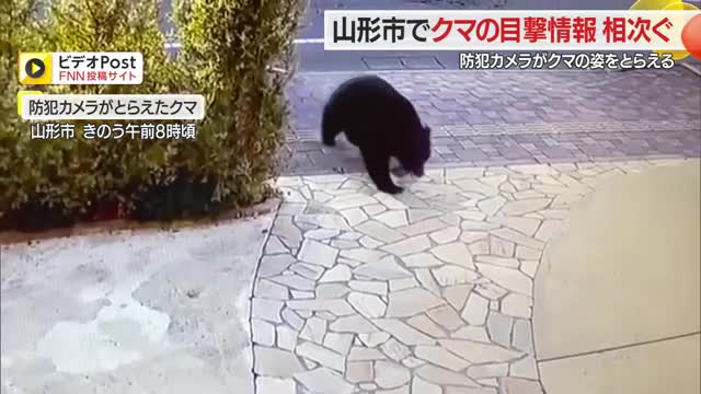 防犯カメラに映った黒い物体はクマ「まさか家にやってくるとは」…住宅・学校敷地内でクマ目撃相次ぐ　山形 画像