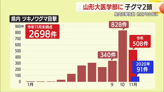 山形大学医学部で子グマ2頭目撃　県内の目撃件数2698件（11月末時点）過去最多更新中　山形 画像