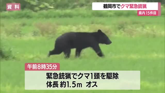 15件目の緊急銃猟でクマ駆除・体長1.5メートルのオス...数日前から目撃と同個体か　山形・鶴岡市友江町 画像