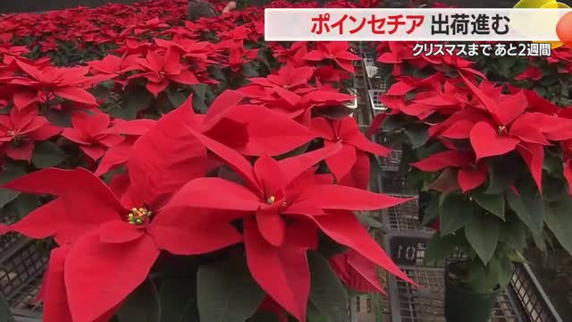 ポインセチア出荷最盛期　ウィンターローズ・プレミアムポーラーなど種類さまざま　山形・寒河江市 画像