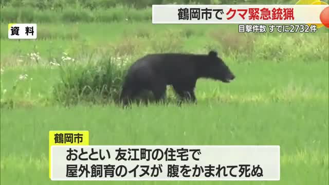 鶴岡市で緊急銃猟・1.5メートルのクマ駆除　屋外飼育のイヌ腹かまれ死ぬ　クマ目撃件数2732件　山形 画像