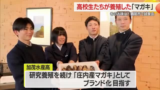 「庄内産のマガキ」ブランド化目指す　港内でカゴ使い研究養殖に挑む　山形・加茂水産高校 画像