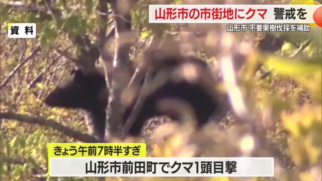 山形市前田町でクマ1頭目撃　山形市が不要な果樹伐採の費用補助始める・経費の3分の2相当額　山形 画像