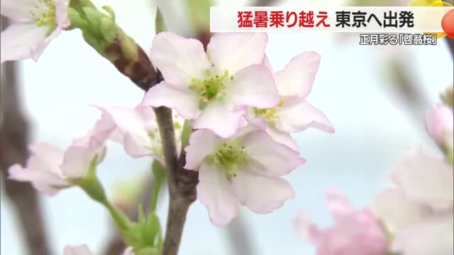 出荷量日本一の啓翁桜　東京へ向け出荷・淡いピンク色で正月彩る　猛暑に負けず生産者が栽培管理　山形 画像