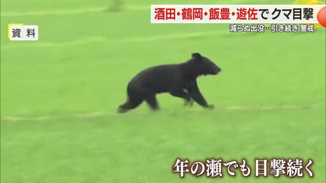冬眠するはずの12月に...減らぬクマ出没　酒田・遊佐・鶴岡・飯豊で目撃　引き続き警戒を　山形 画像